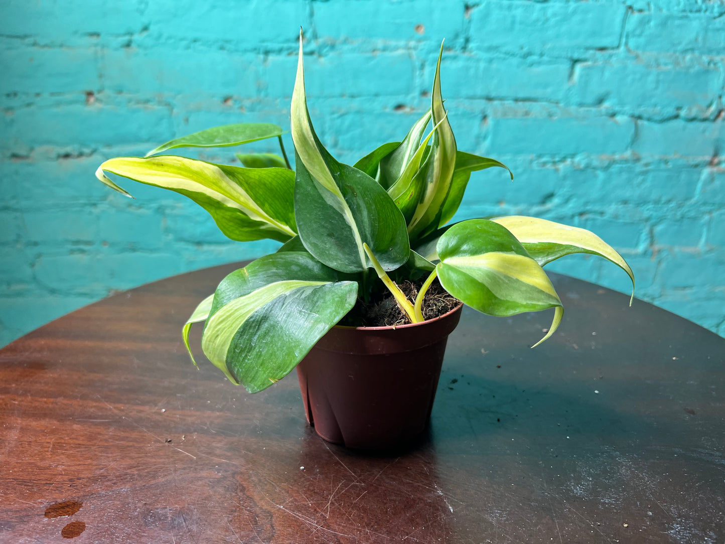 Philodendron Silver Stripe 4”