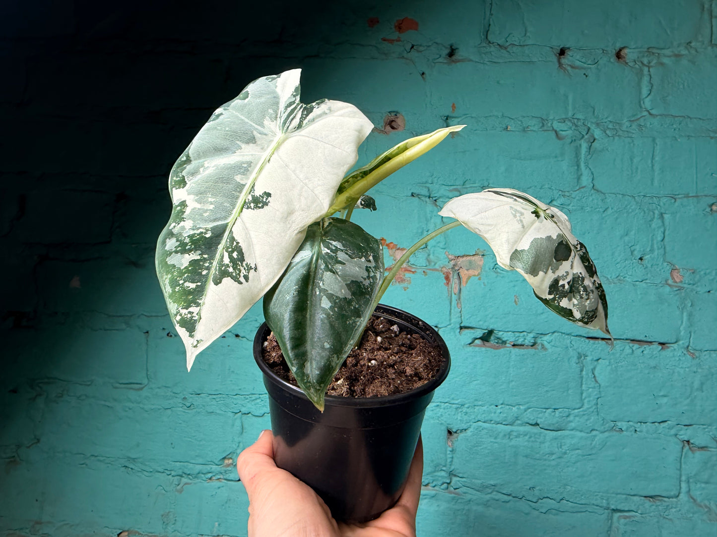 Alocasia Frydek Variegated 4”