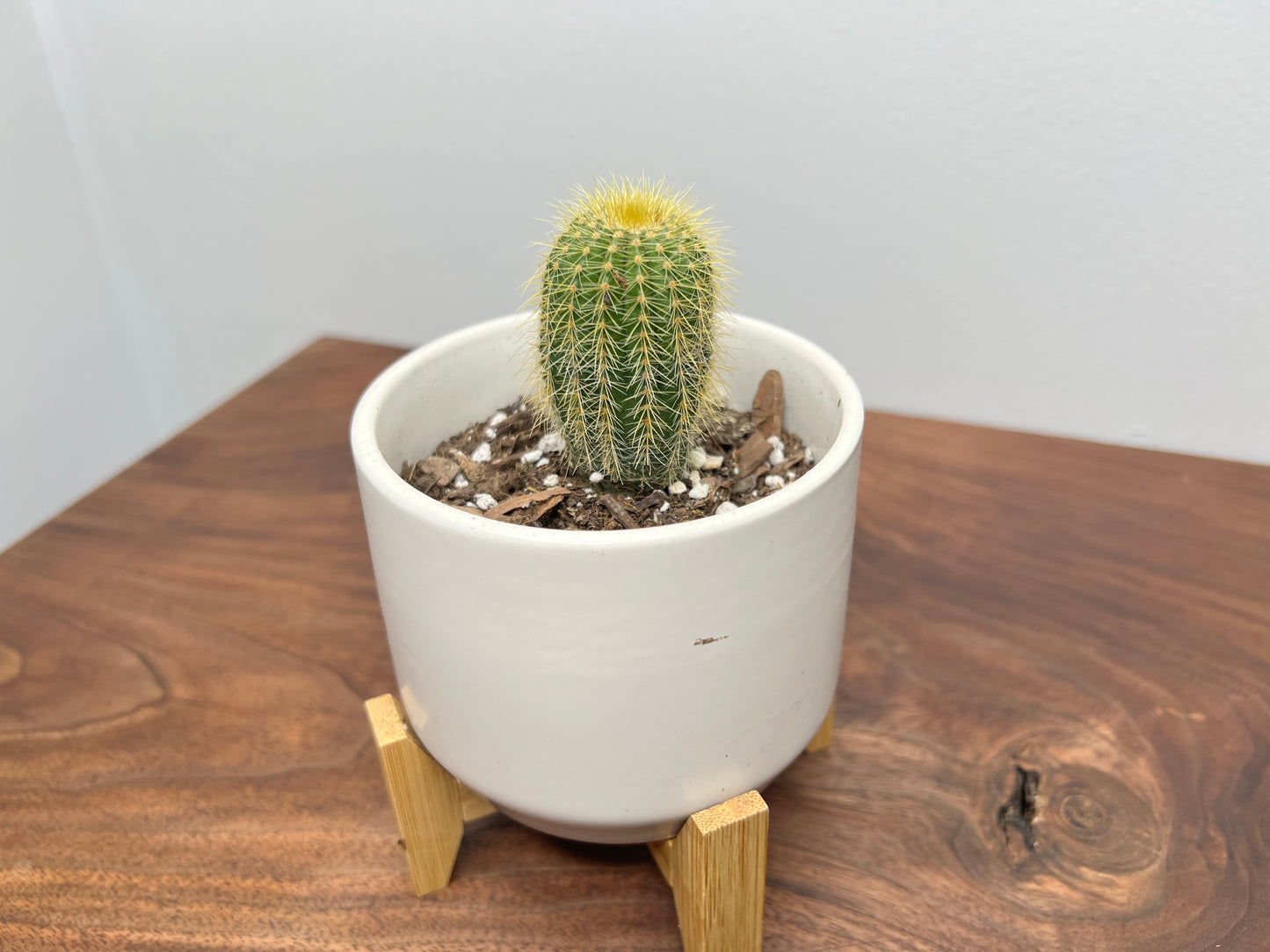 Cactus & standing pot 4”