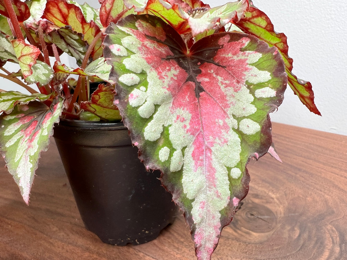 Begonia Purple Blush