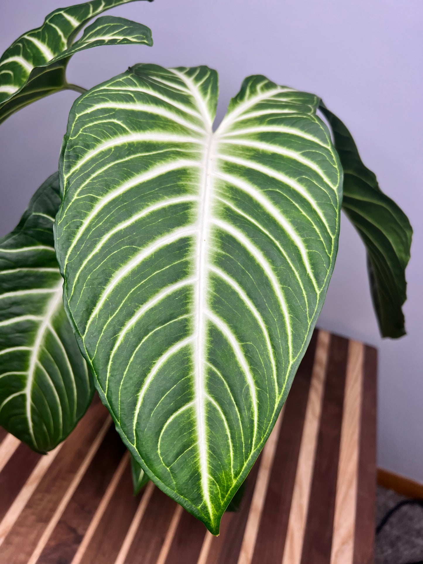 Alocasia-Xanthosoma