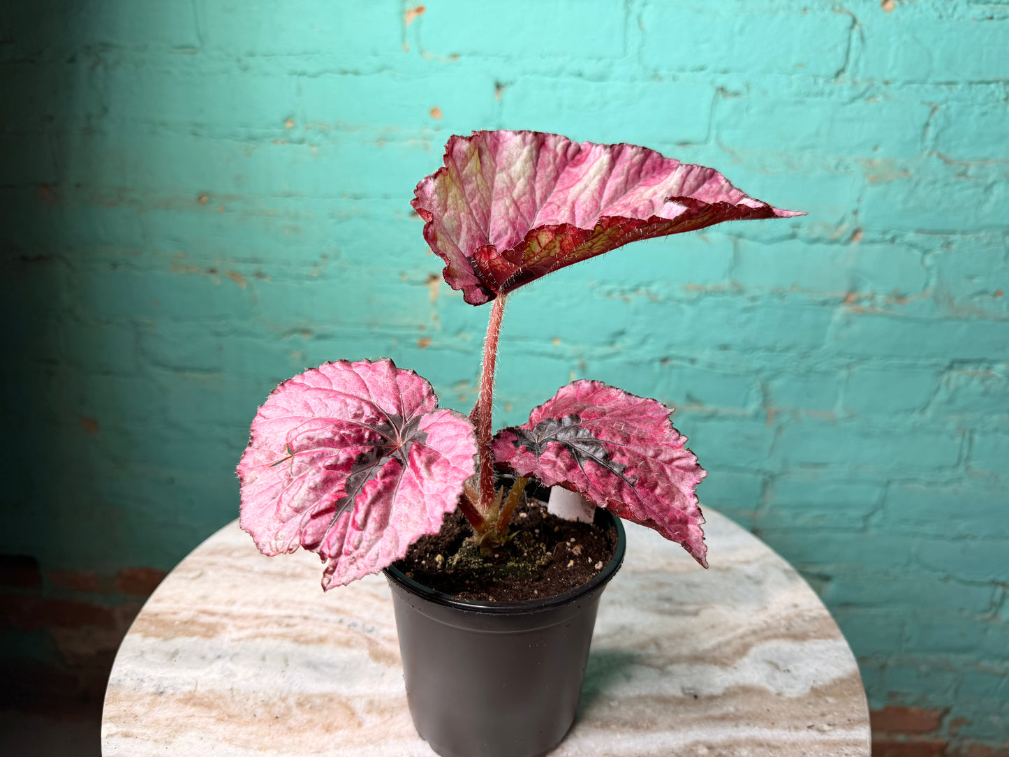 Begonia T-Rex ‘Ruby Slipper’