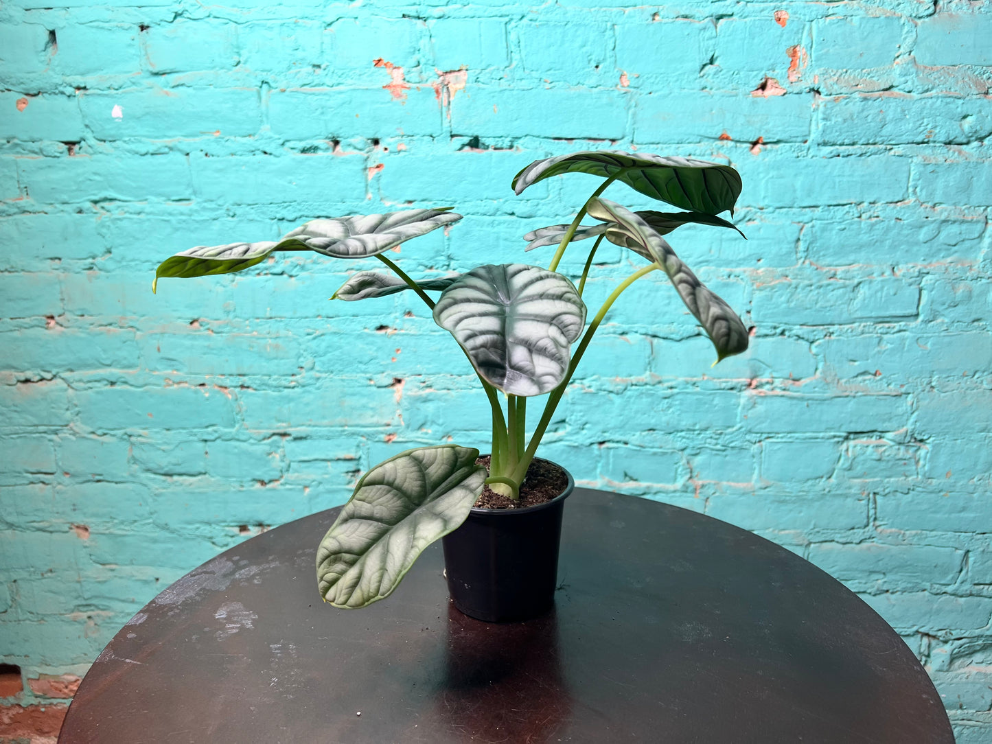Alocasia Silver Dragon 4”