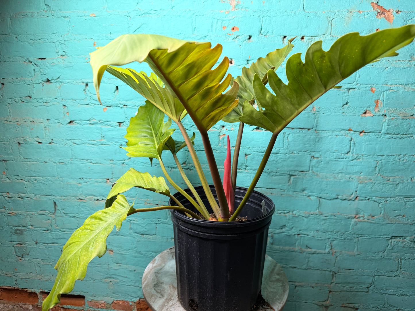 Philodendron Choco Empress 10”