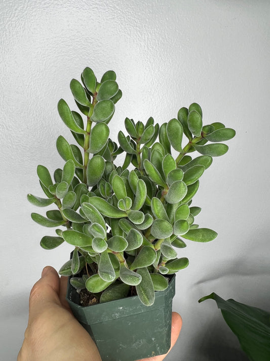 Succulent 8