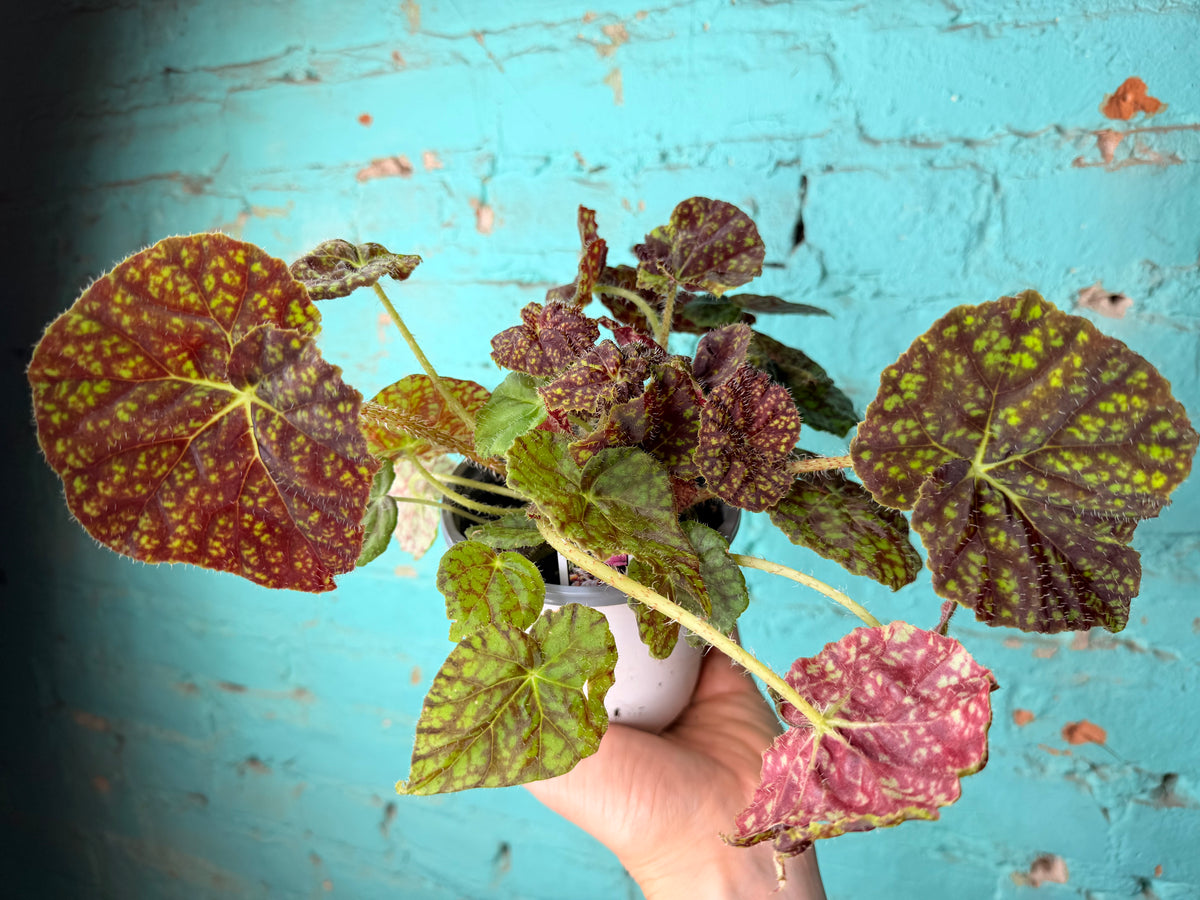 Begonia Rex “Vintage Love” 4”