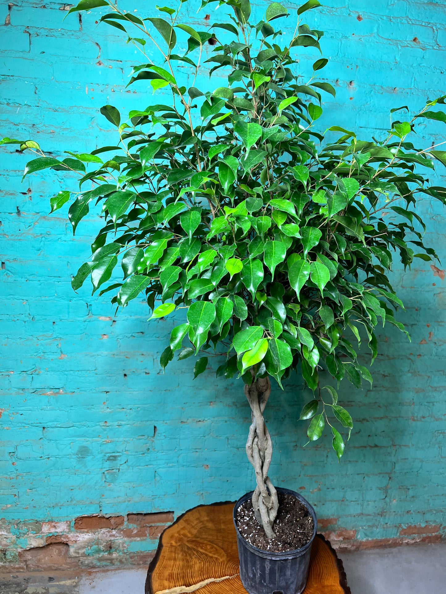 Ficus Benjamina Weeping Fig braided 10”