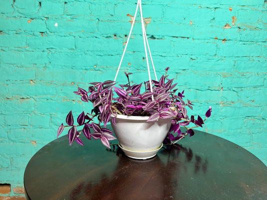 Wandering Jew 6” basket