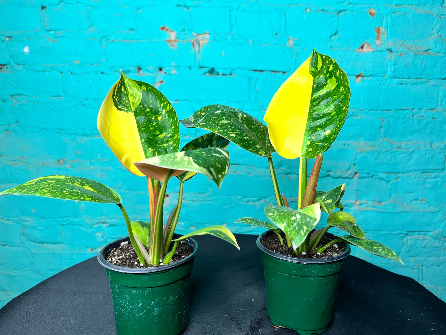 Philodendron Congo Nuclear Variegated