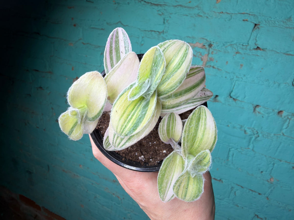 Tradescantia sillamontana ‘White Velvet Tradescantia’