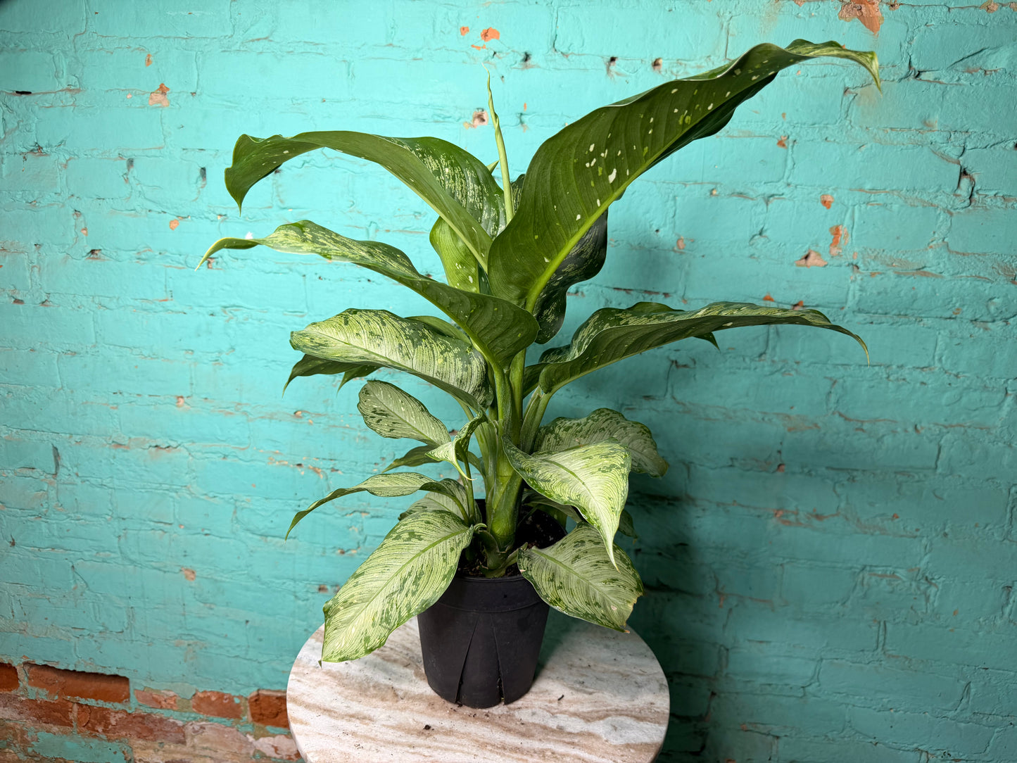 Dieffenbachia 6”