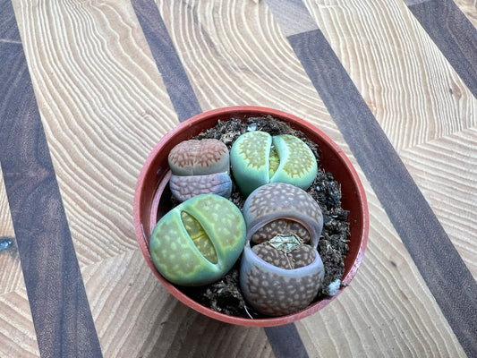 Living stones