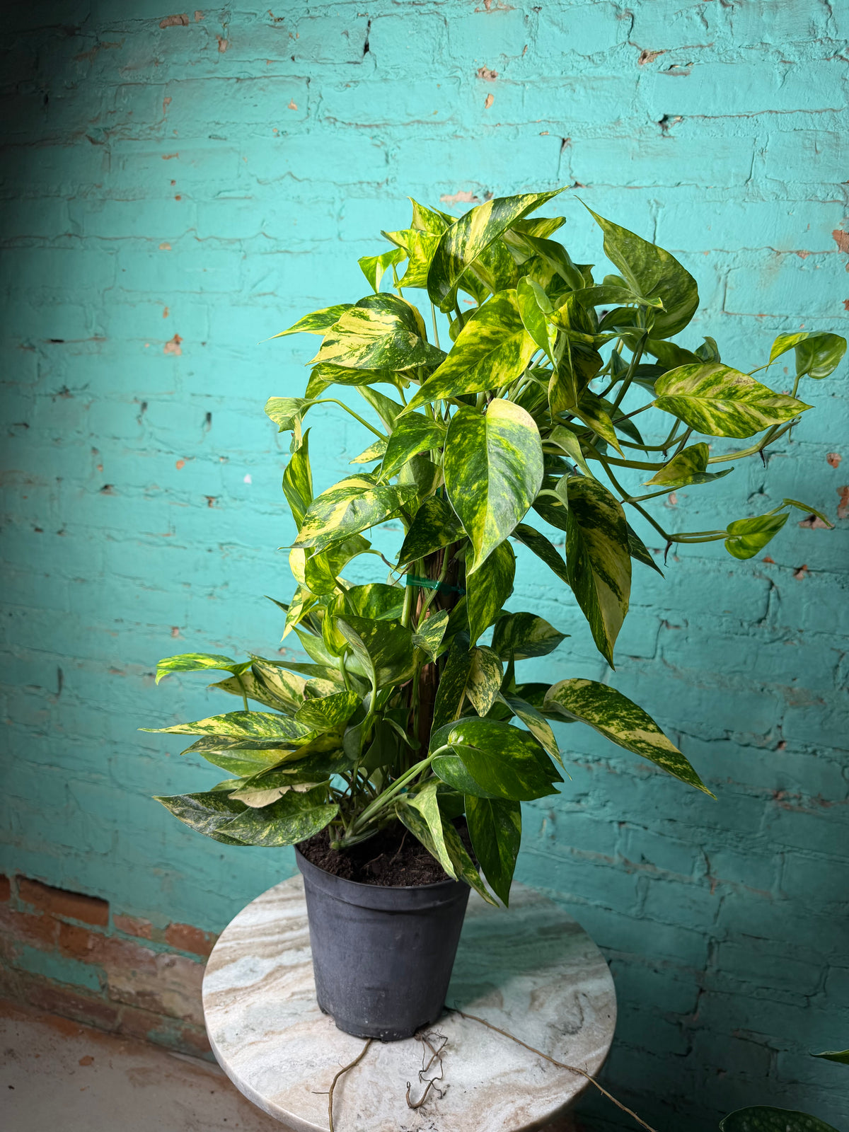 Epipremnum Pinnatum Yellow Flame 6” totem