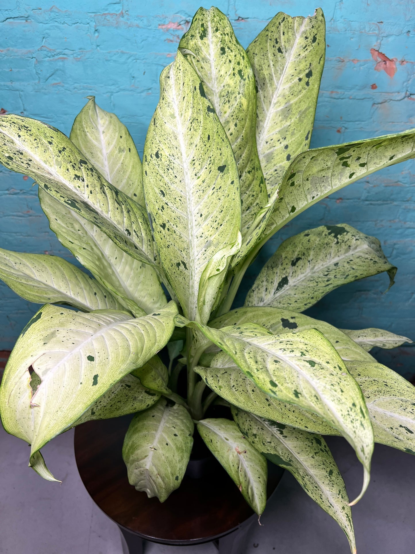 Dieffenbachia camouflage 8”