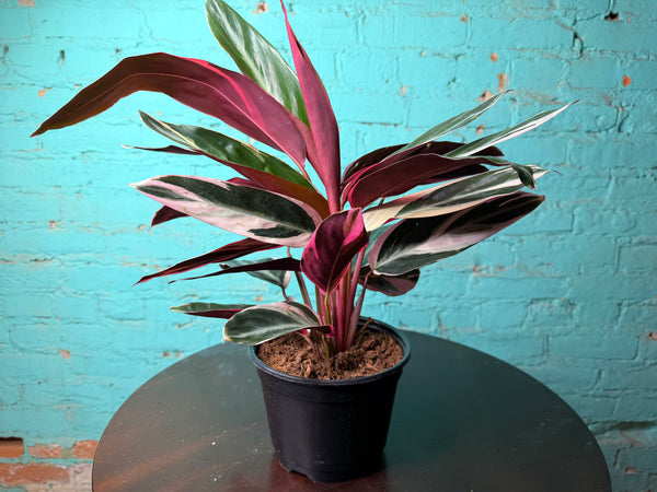 Stromanthe-Triostar 6”