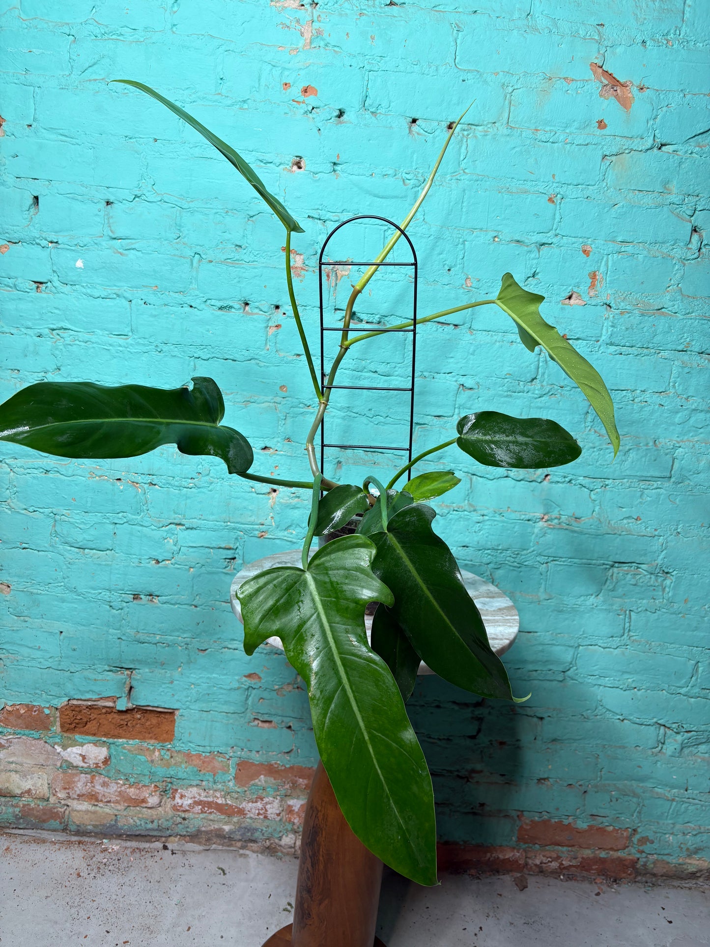 Philodendron Jerry Thorne 6”