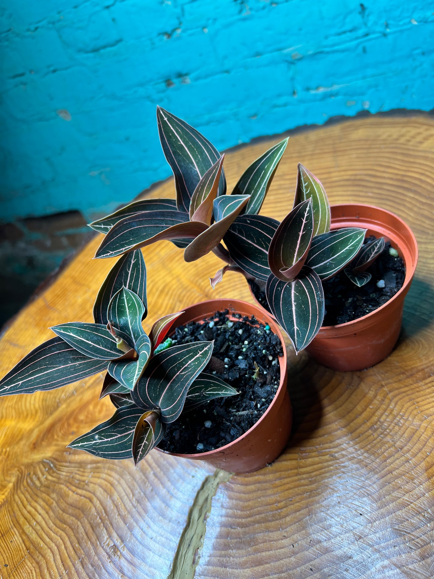 Jewel Orchid Ludisia discolor 4”