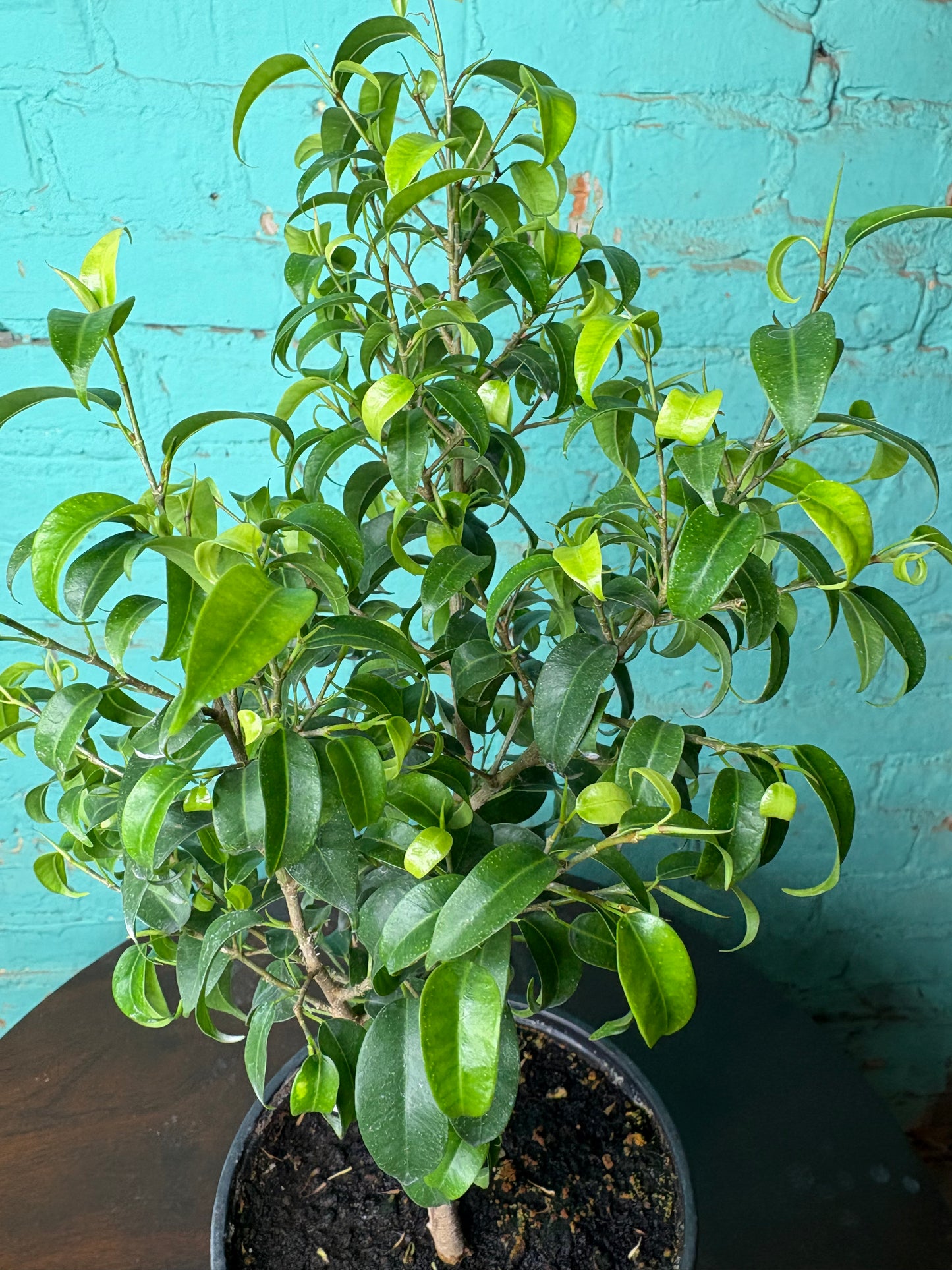 Benjamin Ficus Tree 6”