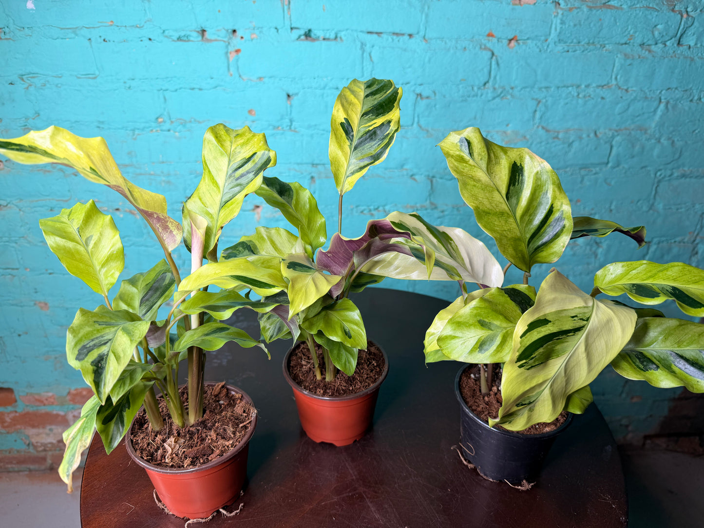 Calathea Yellow Allusion 4”