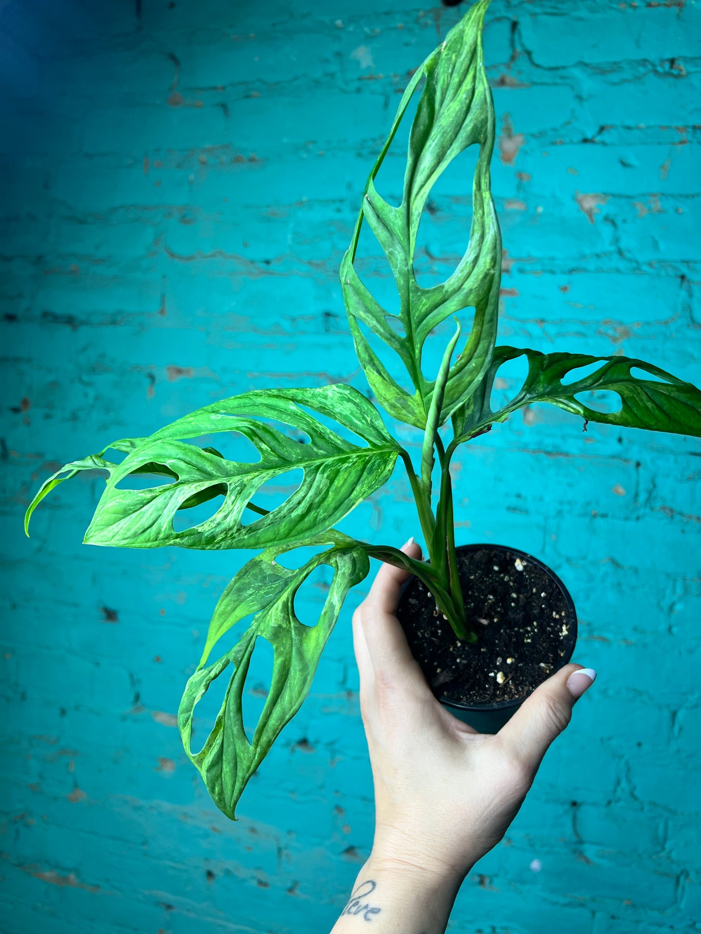 Monstera Swiss Cheese Indgo Mint Variegated 4”