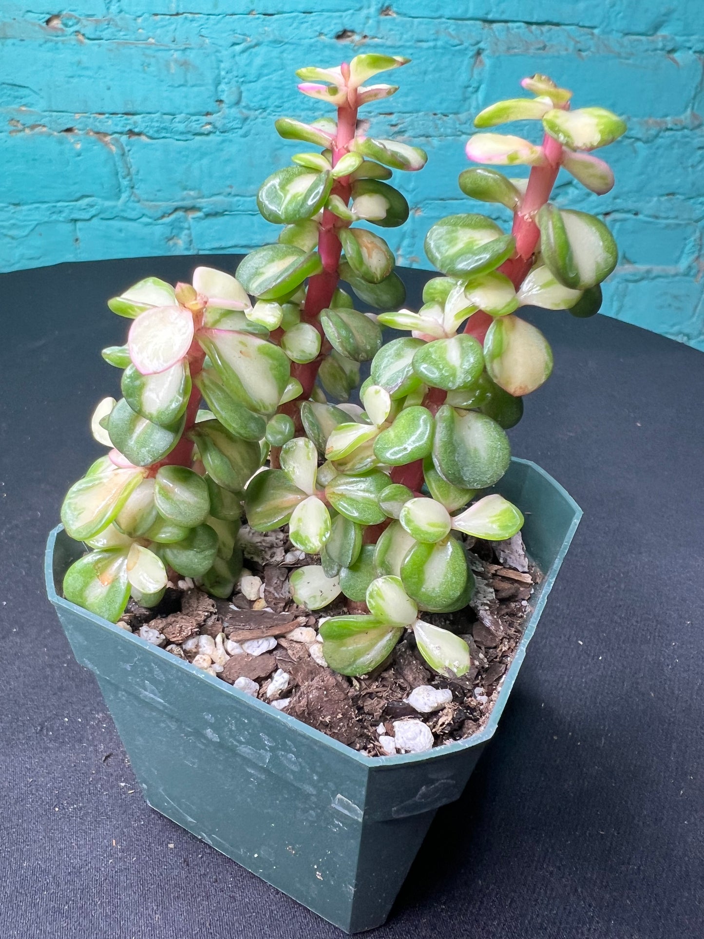 Portulacaria afra ‘Variegata’ Rainbow Bush 3”
