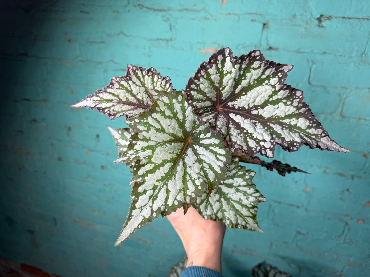 Begonia ‘Summer Storm’  4”