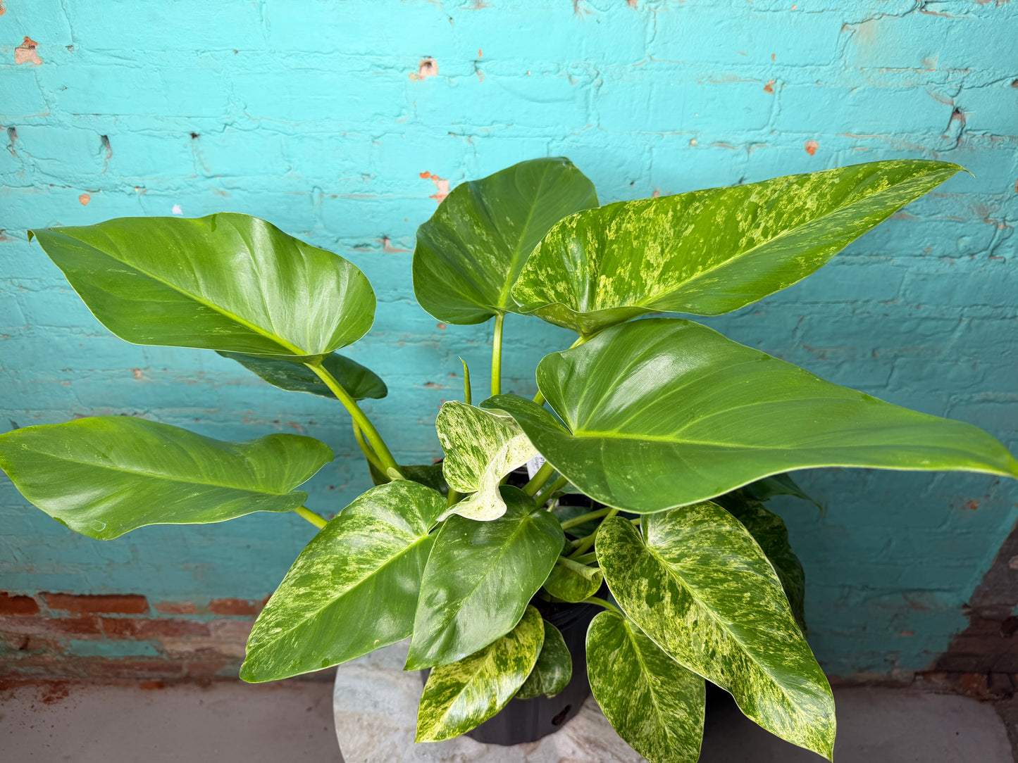 Philodendron Giganteum Blizzard 10”