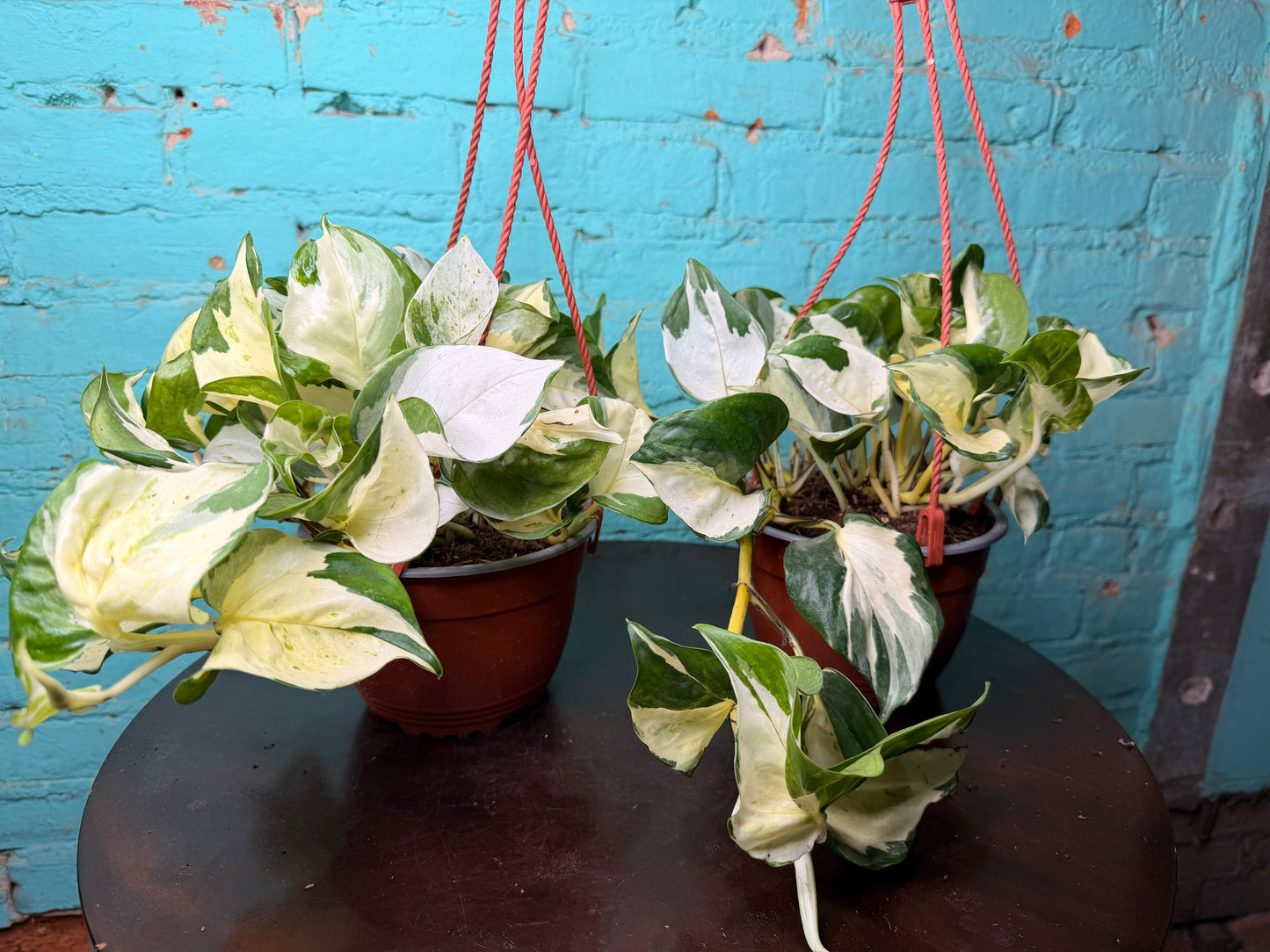 Pothos Ivory Night 6” Basket