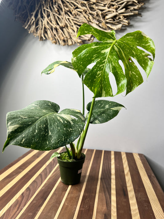 Monstera Thai constellation (small 4”)