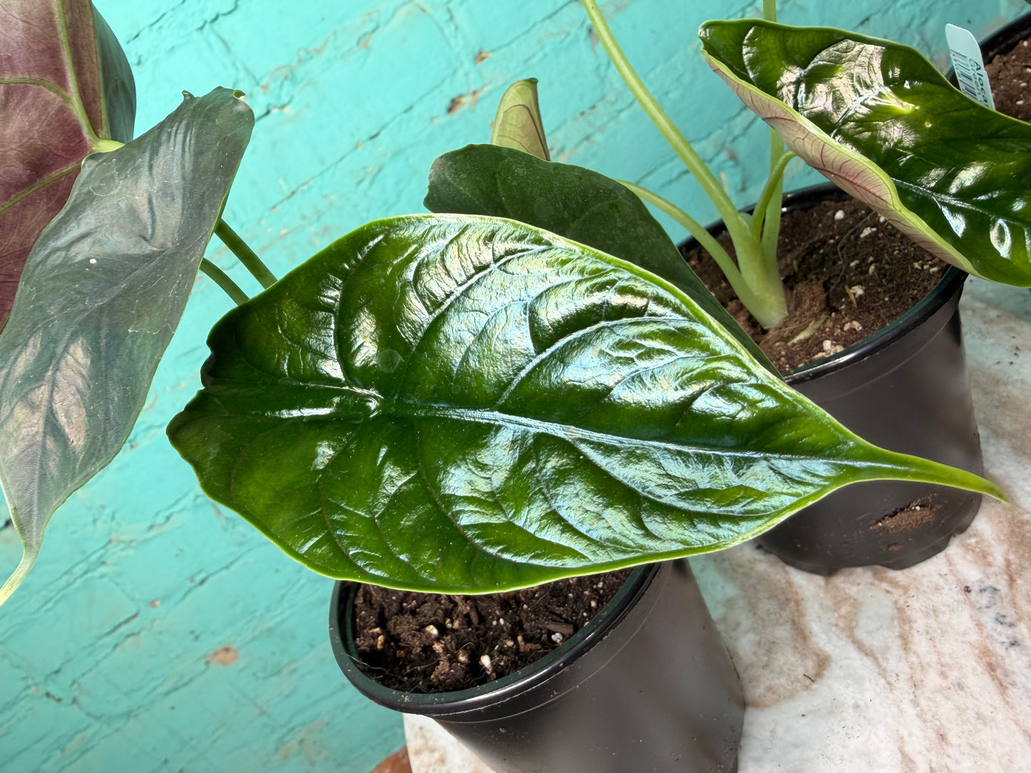 Alocasia Green Unicorn  4”