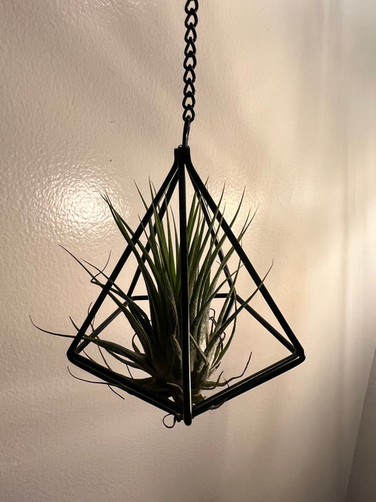 Air plant with holder