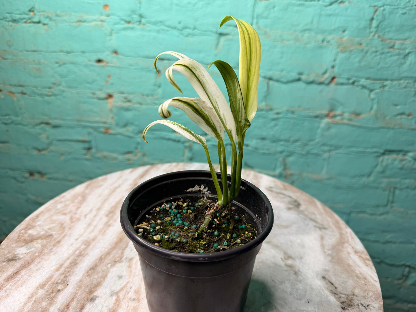 Epipremnum Amplissimum Albo 4”