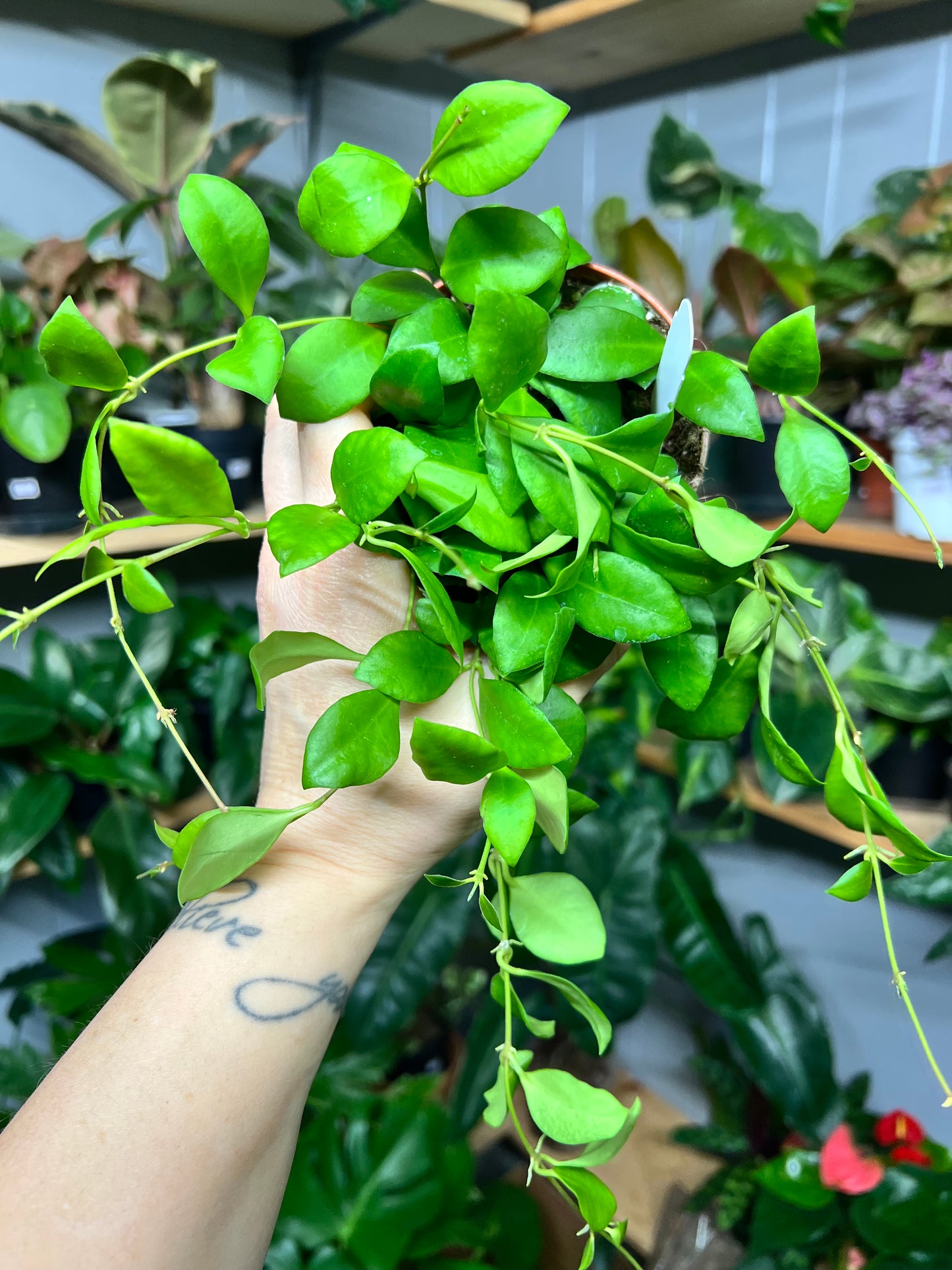 Hoya-Heuschkeliana pink