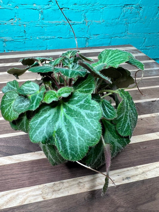 Begonia Strawberry 4”