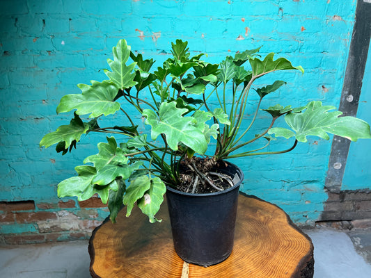 Philodendron Xanadu 10” in a black pot showcasing its lush, glossy green leaves on a wooden table.