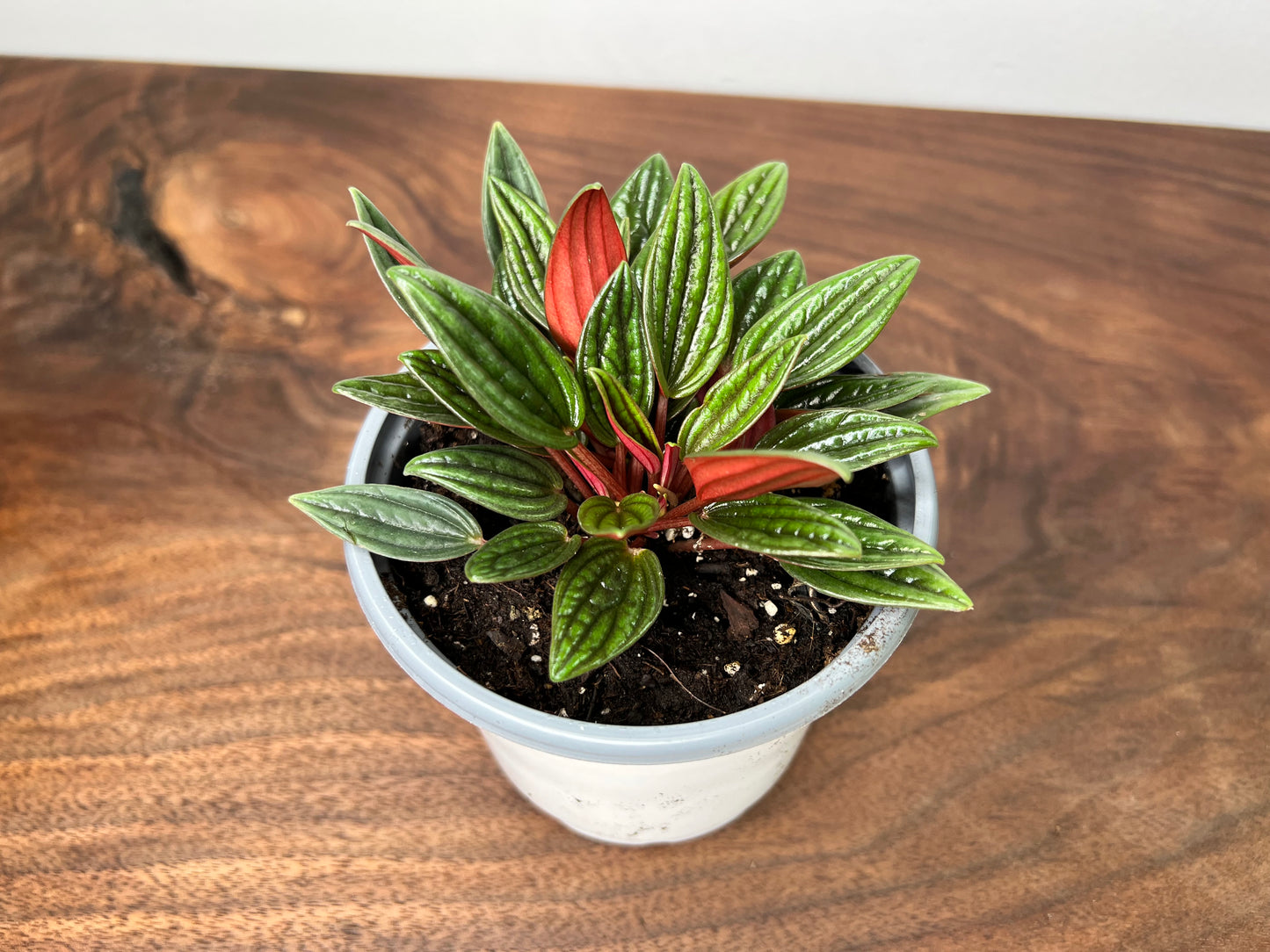 Peperomia Rosso