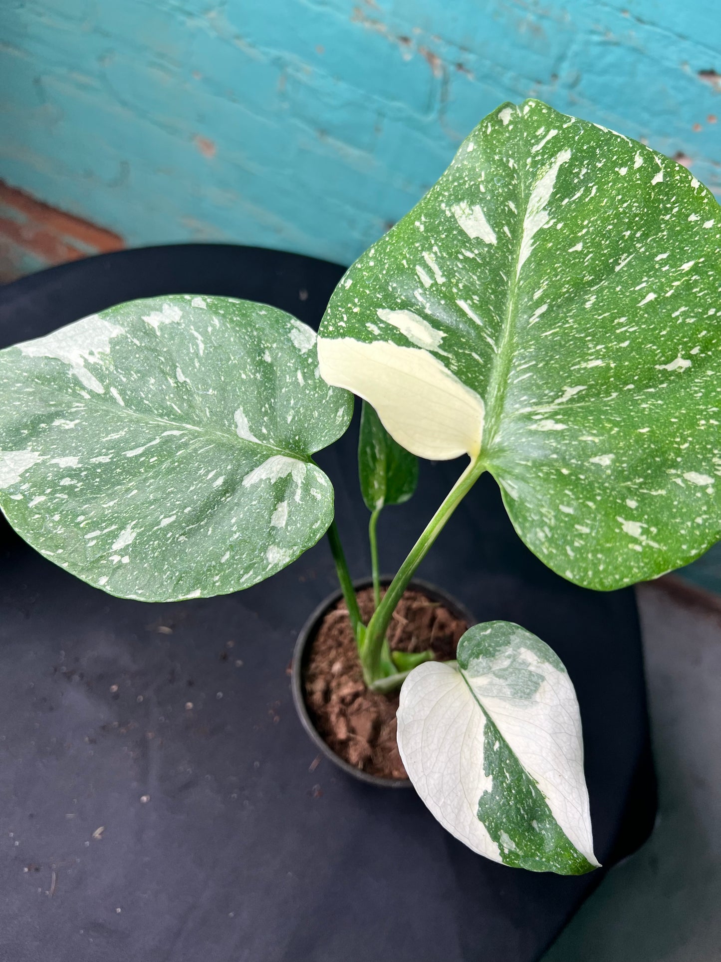 Monstera Thai constellation 4”