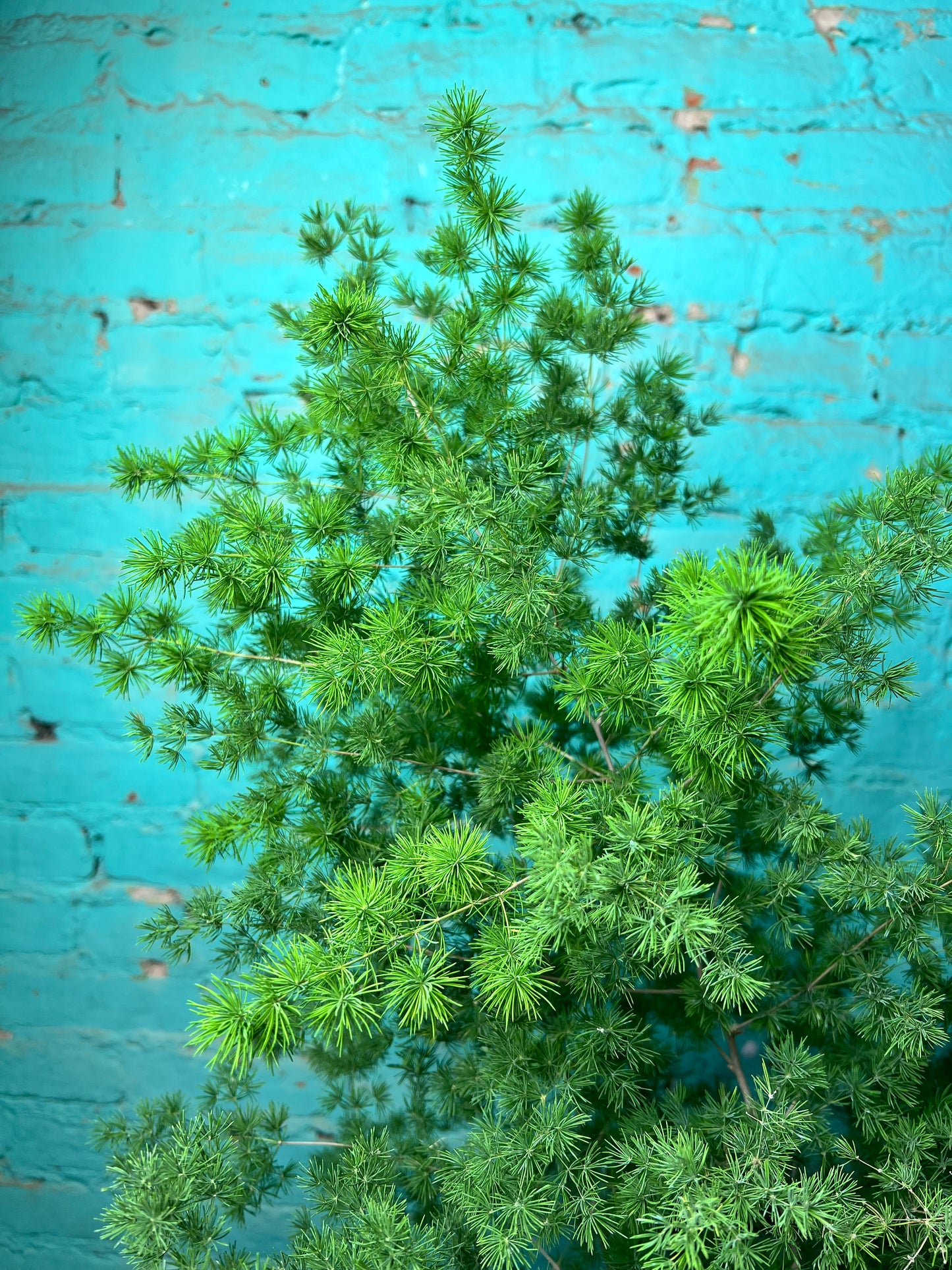 Zulu Asparagus Fern 10”