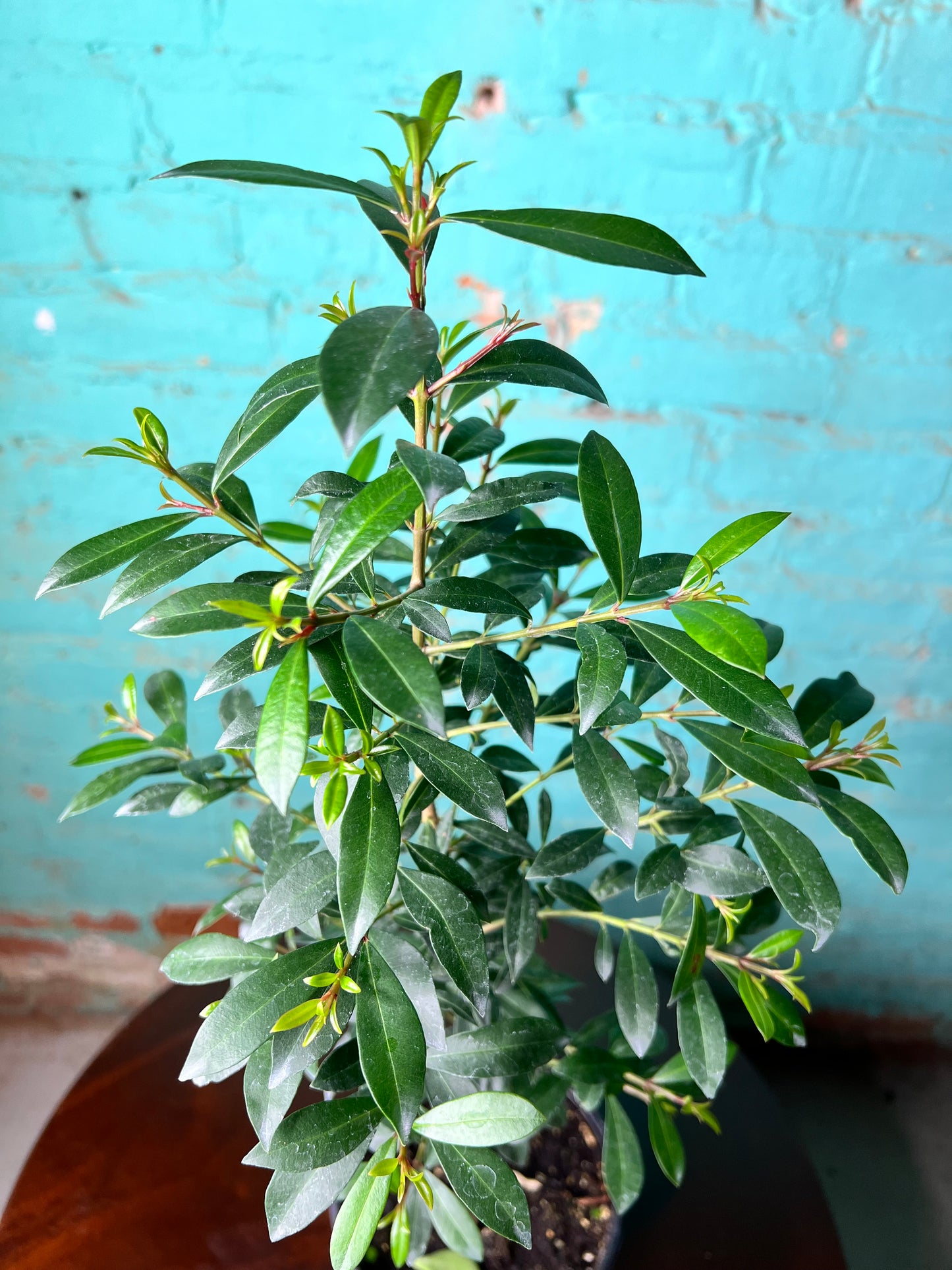 Magenta Cherry Tree 6”