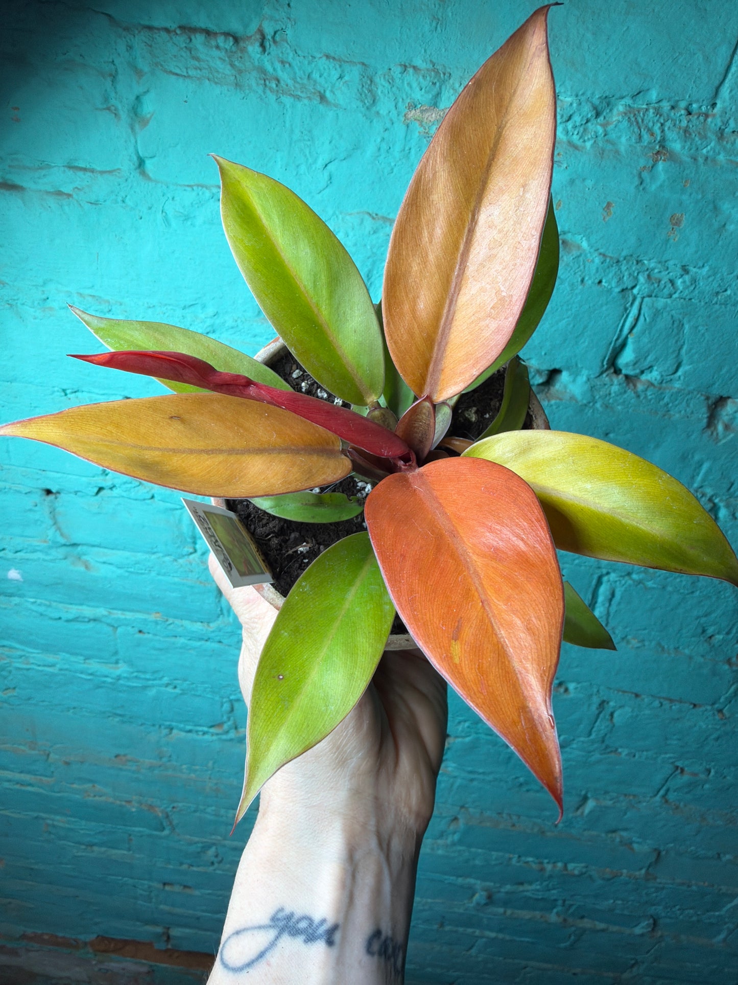 Philodendron Prince of Orange  4” (Clay)