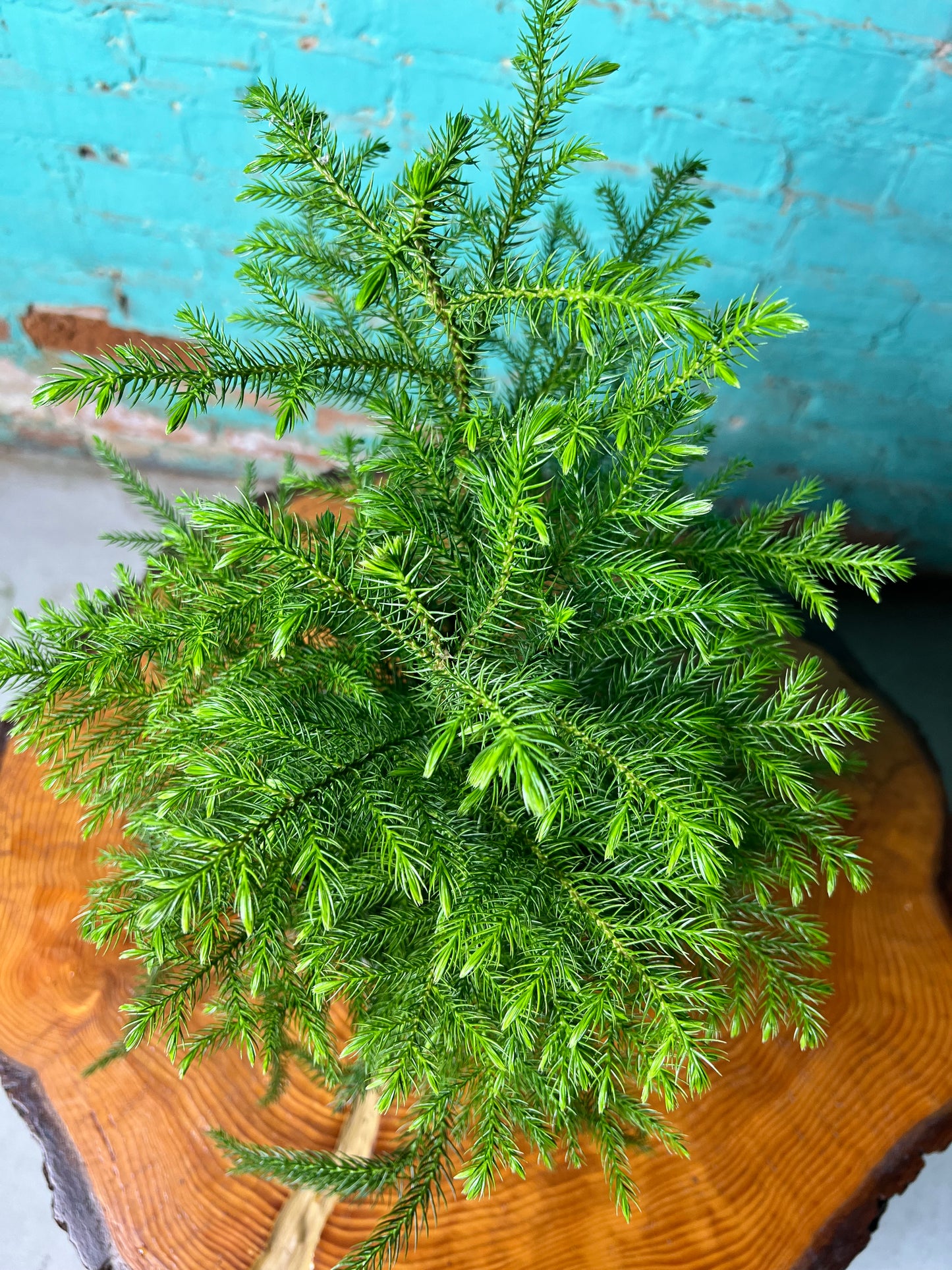 Norfolk Pine 6”