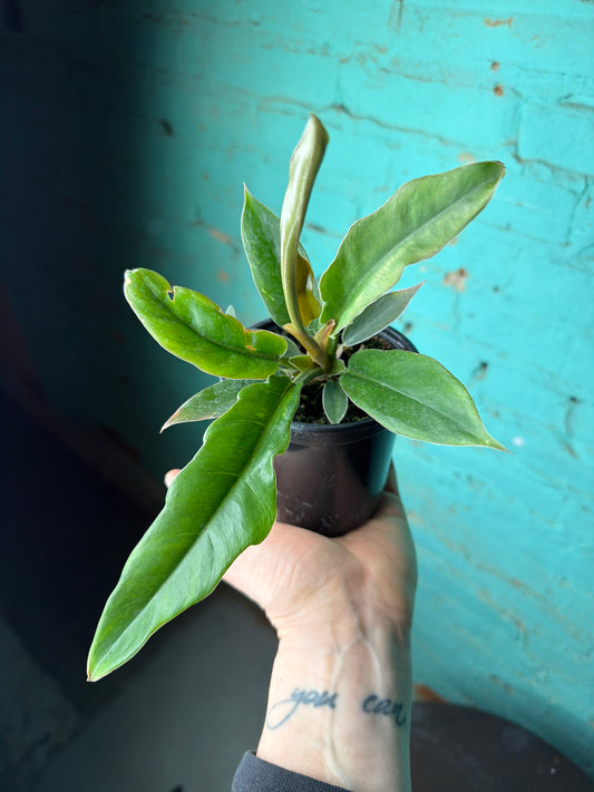 Philodendron Narrow- “Jungle Boogie” 4”