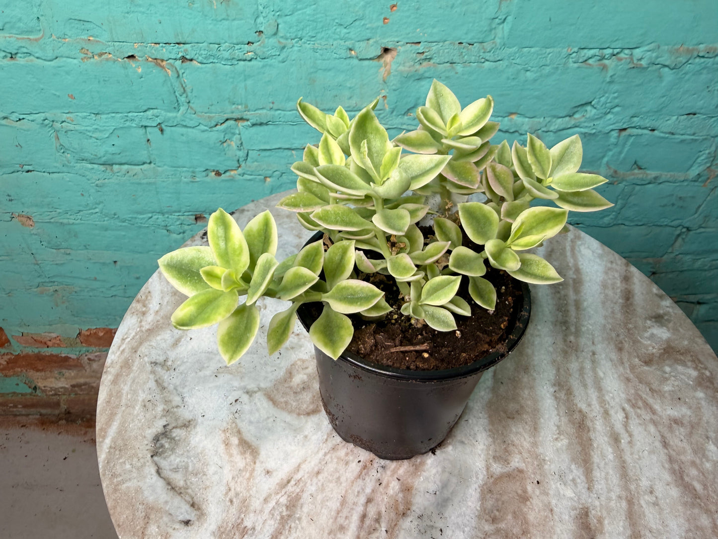 Aptenia Mezoo ‘Livingstone Daisy’ 4”