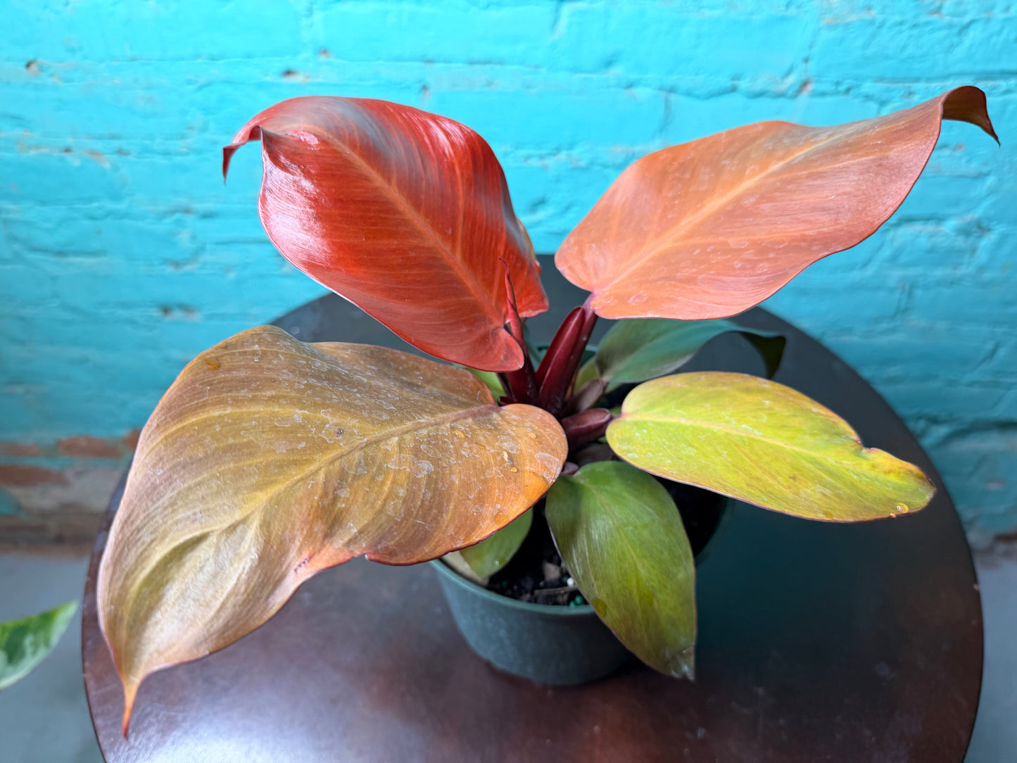 Philodendron- Red Sun 6”