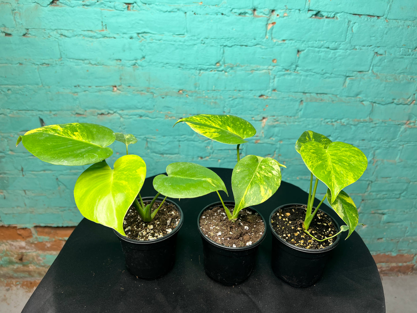 Monstera Deliciosa Yellow Marilyn 4”