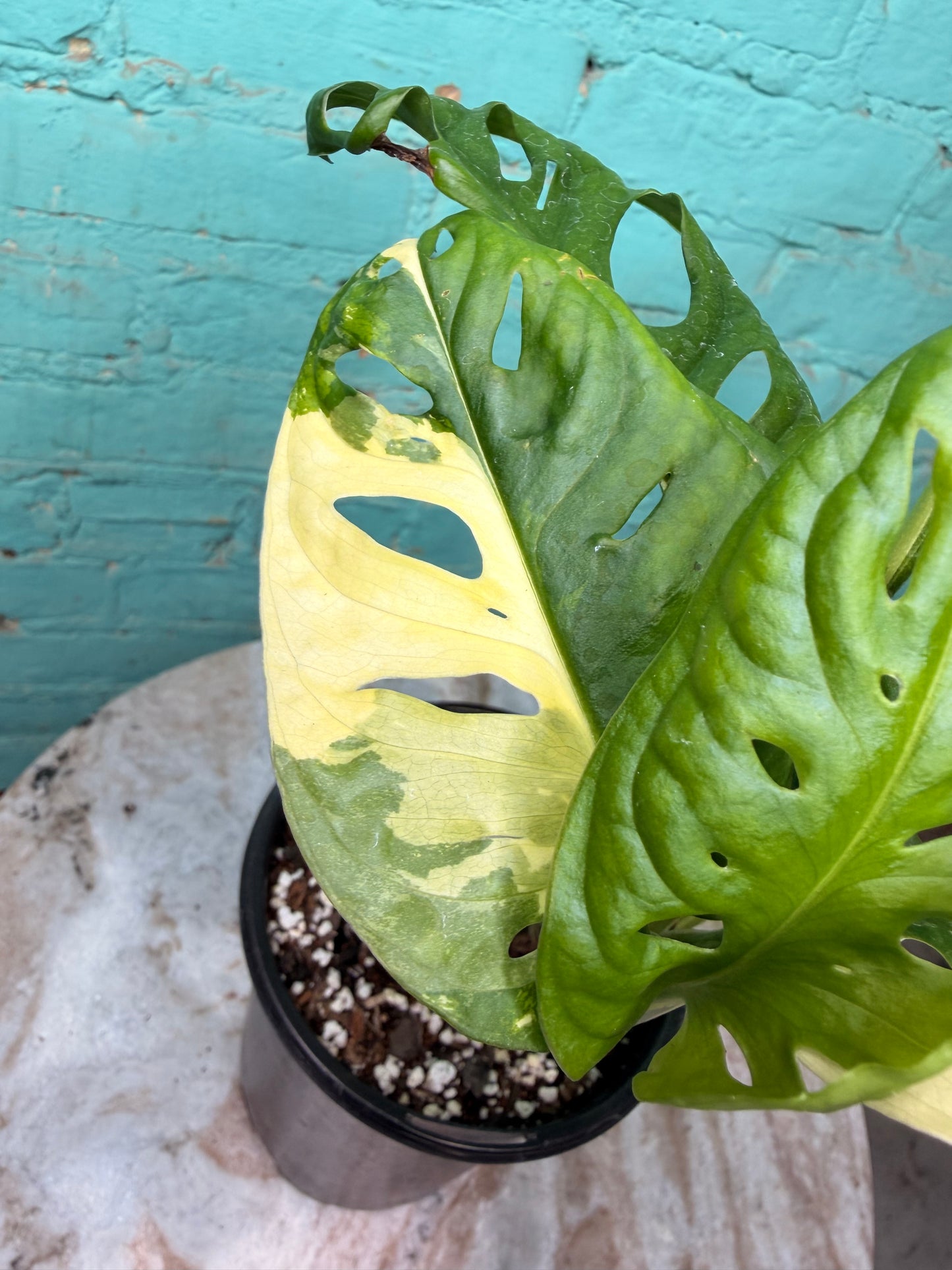 Monstera Adansonii Albo 5”