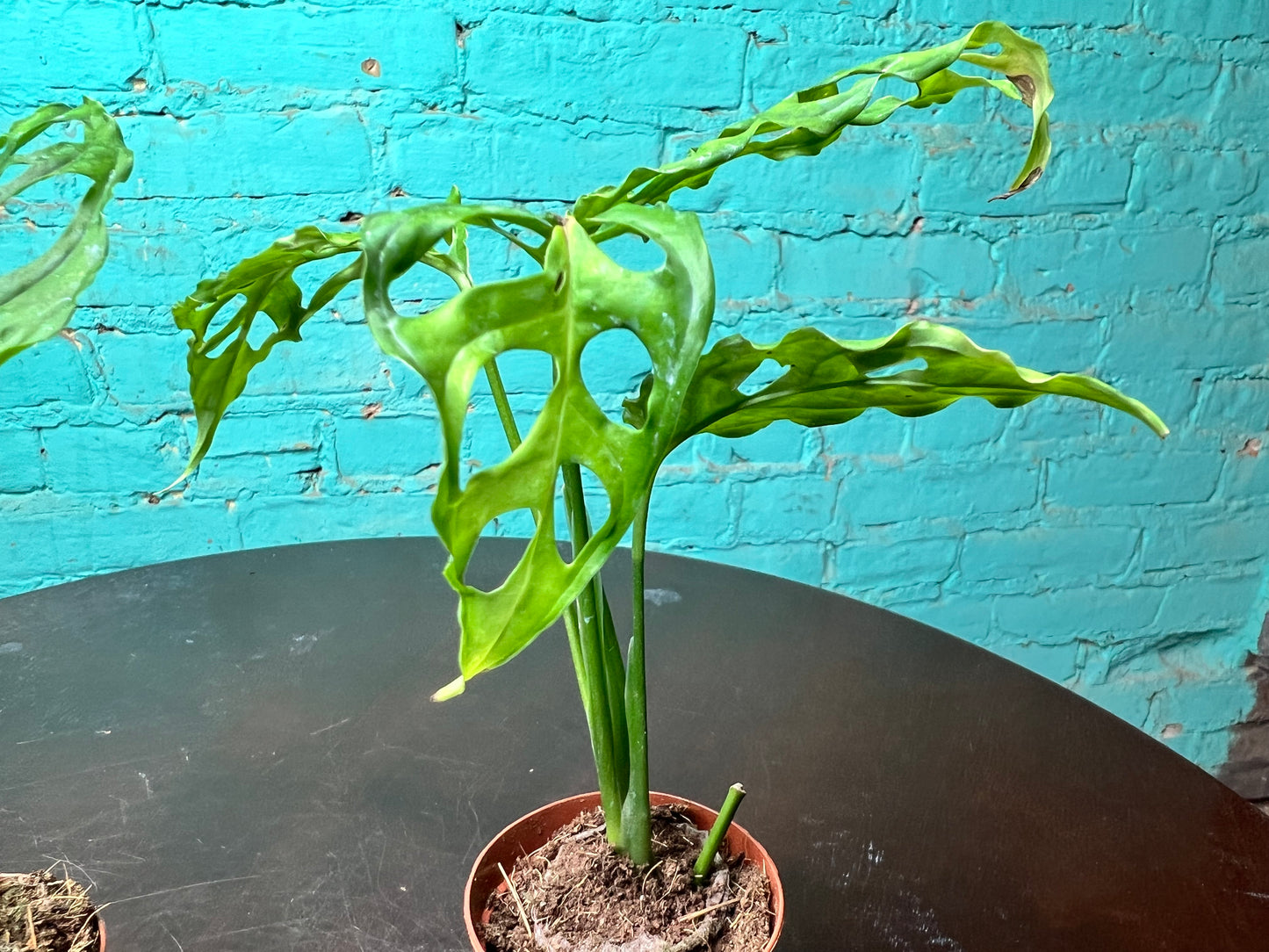 Monstera Oblique 4”