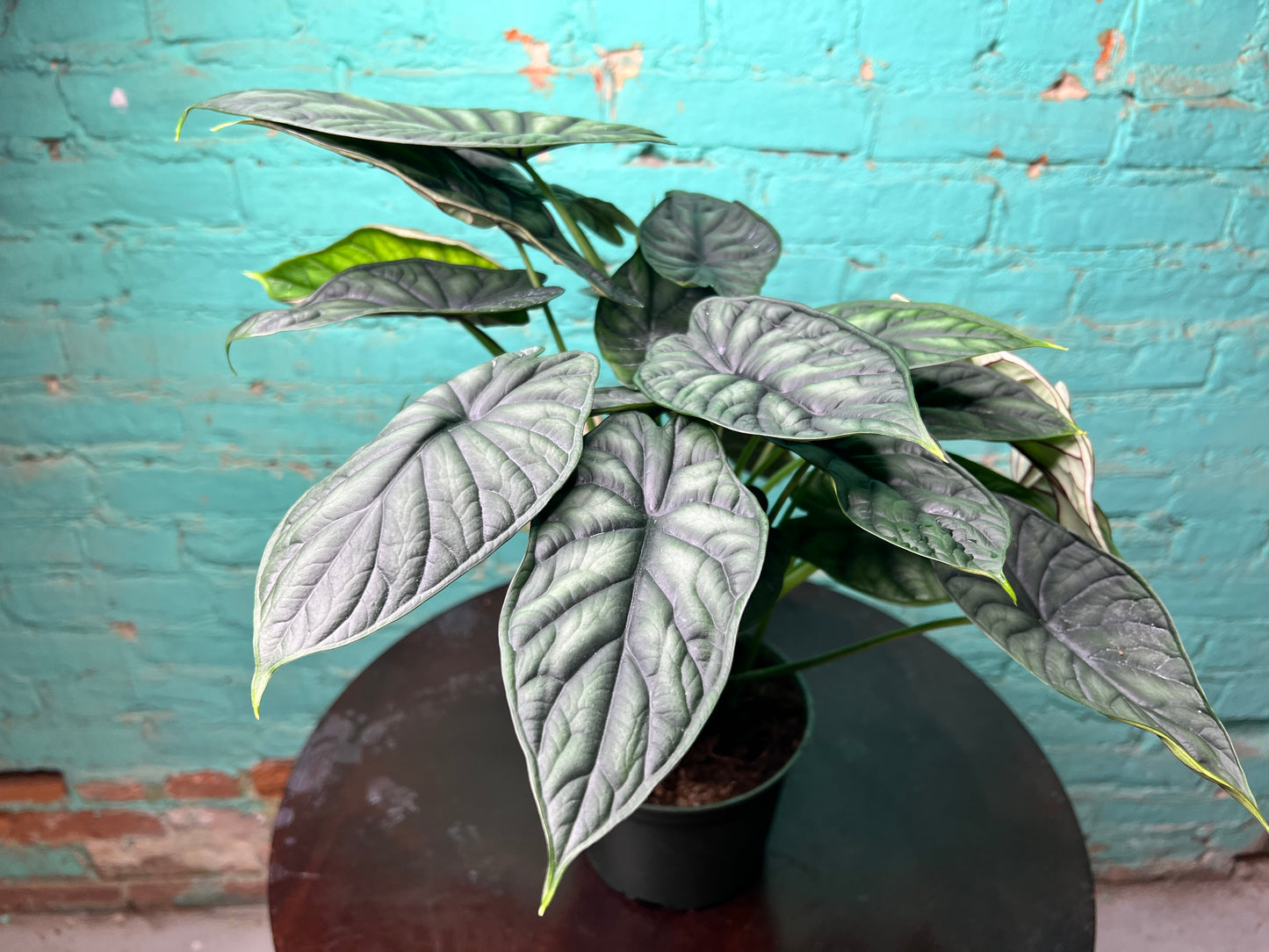 Alocasia Dragon Scale 6”