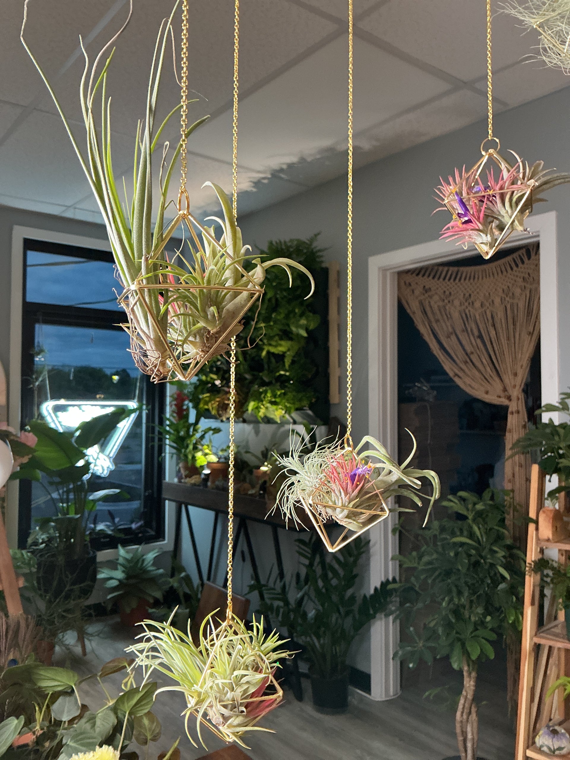 air plant shop Tillandsia “Air Plants”