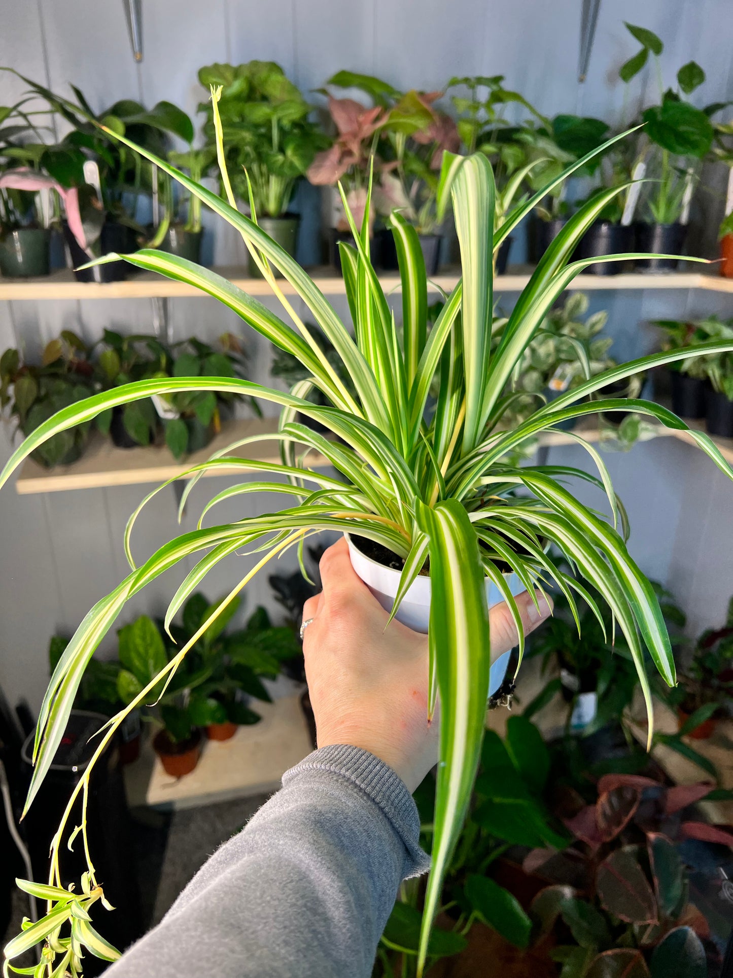 Spider Plant (Pet friendly)6”